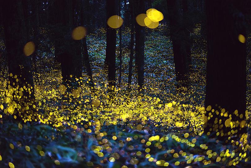 Fireflies: 