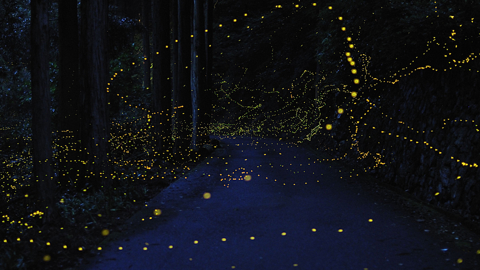 Fireflies: 