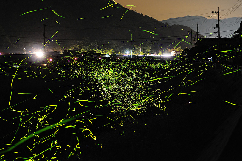 Fireflies: 