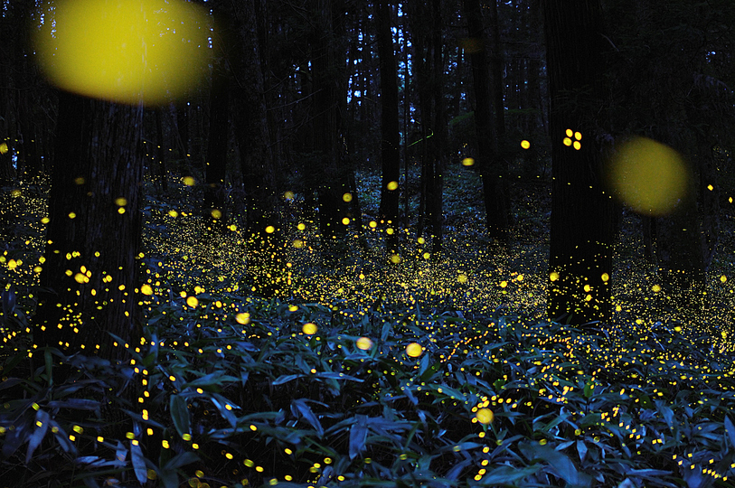 Fireflies: 