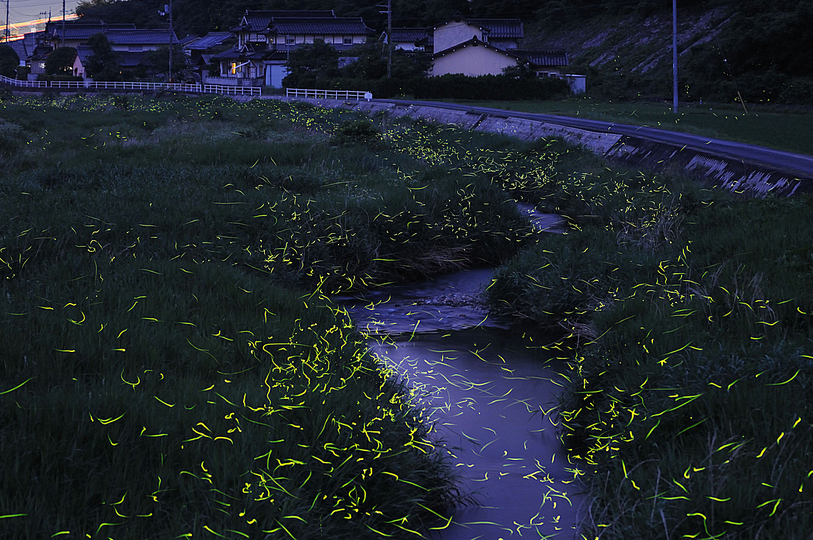 Fireflies: 