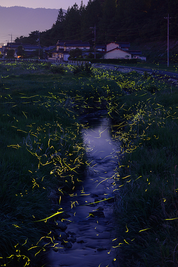 Fireflies: 