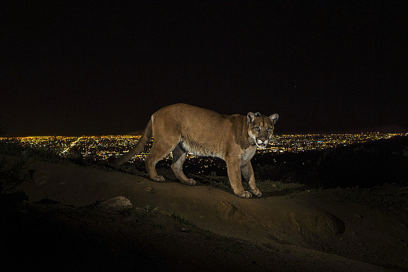 World Press Photo 2014: © Steve Winter, USA, for National Geographic. A cougar caught at a busy highway crossing in Griffith Park, Los Angeles. During the last 40 years, the number of cougars in the United States is rising again. These wild cats are still hard to find; they are protected species in California and Florida but popular hunting prey in 13 states. The population of cougars will depend on the local people's tolerance and strategies in dealing with the animals.