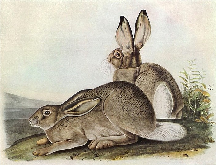 John James Audubon: 