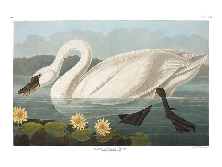 John James Audubon: 