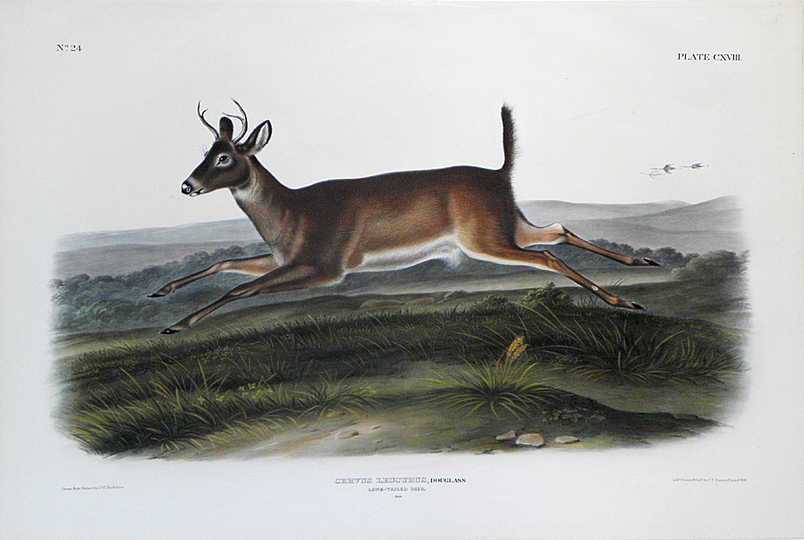 John James Audubon: 