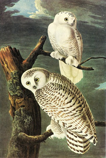 John James Audubon: 