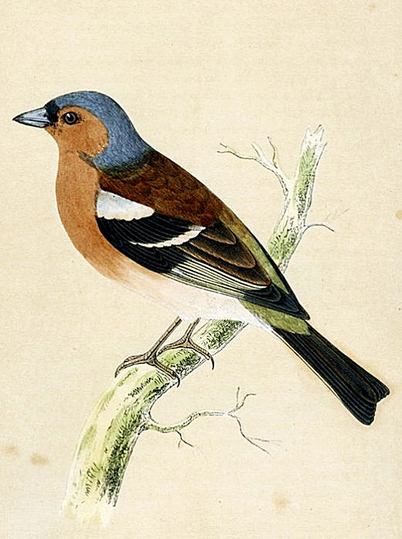 John James Audubon: 