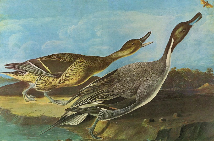 John James Audubon: 