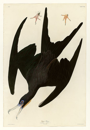 John James Audubon: 