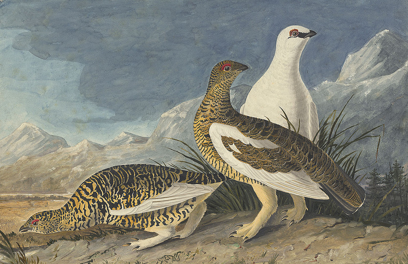 John James Audubon: 