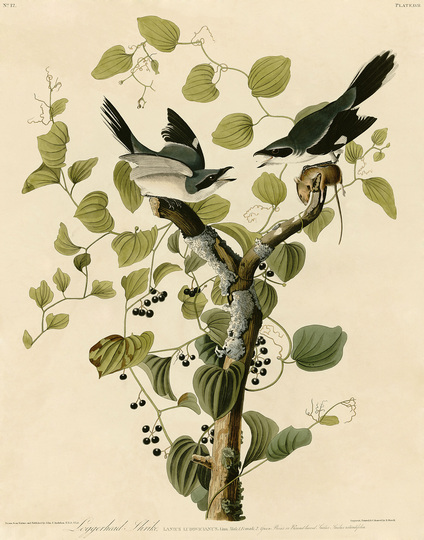 John James Audubon: 