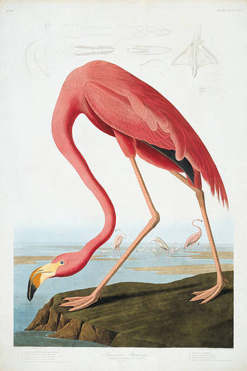 John James Audubon: 