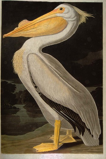 John James Audubon: 