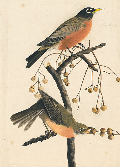 John James Audubon: 