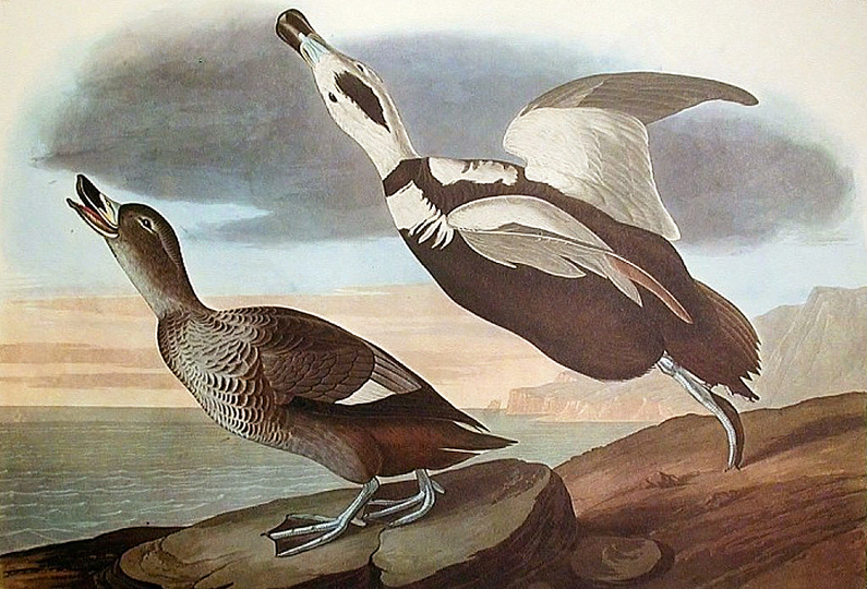 John James Audubon: 