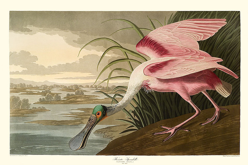 John James Audubon: 