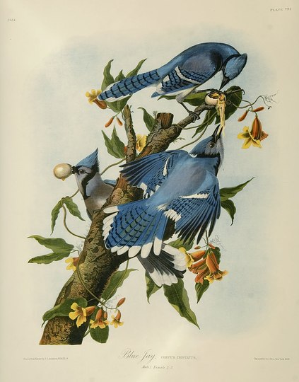 John James Audubon: 