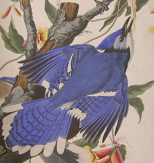 John James Audubon: 