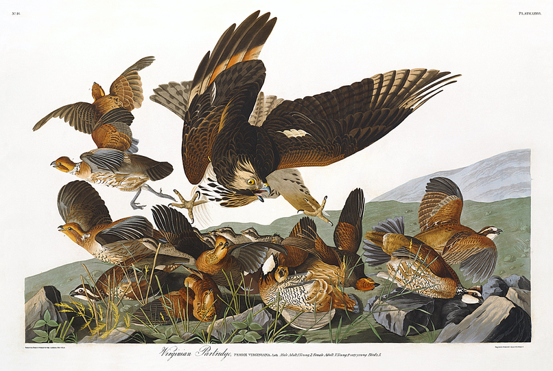 John James Audubon: 