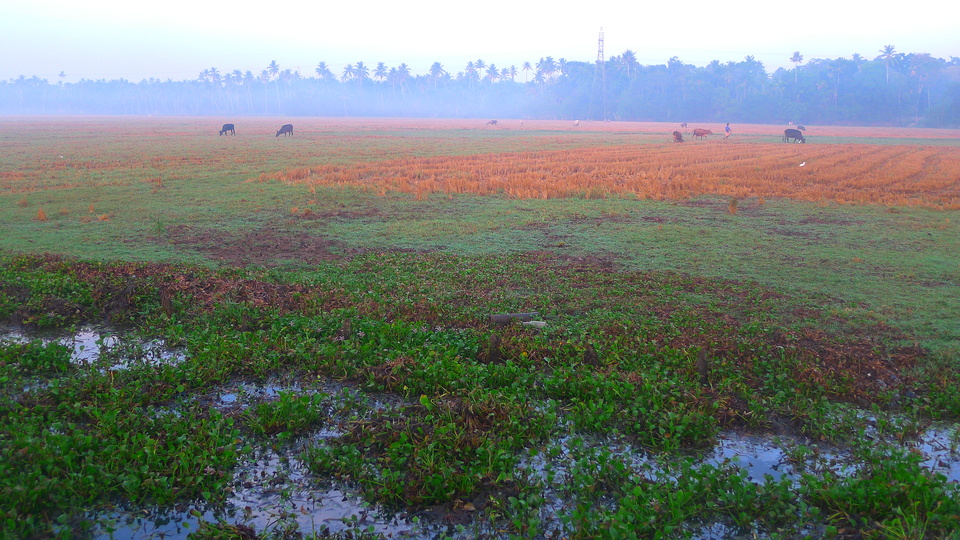 The evening in India: 